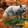 Arctic fox