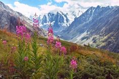 Photo of mountain flowers in Central Asia