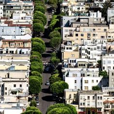 trees in street in San Francisco